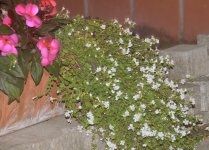 2019 &raquo; Aufbau Königsball