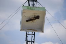 2015 &raquo; Schützenfest &raquo; 15. Juni 2015 &raquo; Vogelschießen